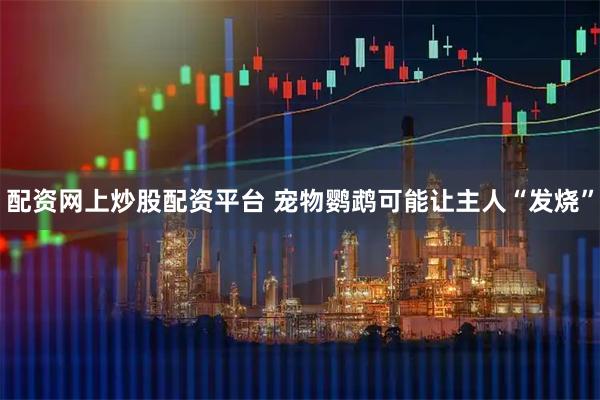 配资网上炒股配资平台 宠物鹦鹉可能让主人“发烧”